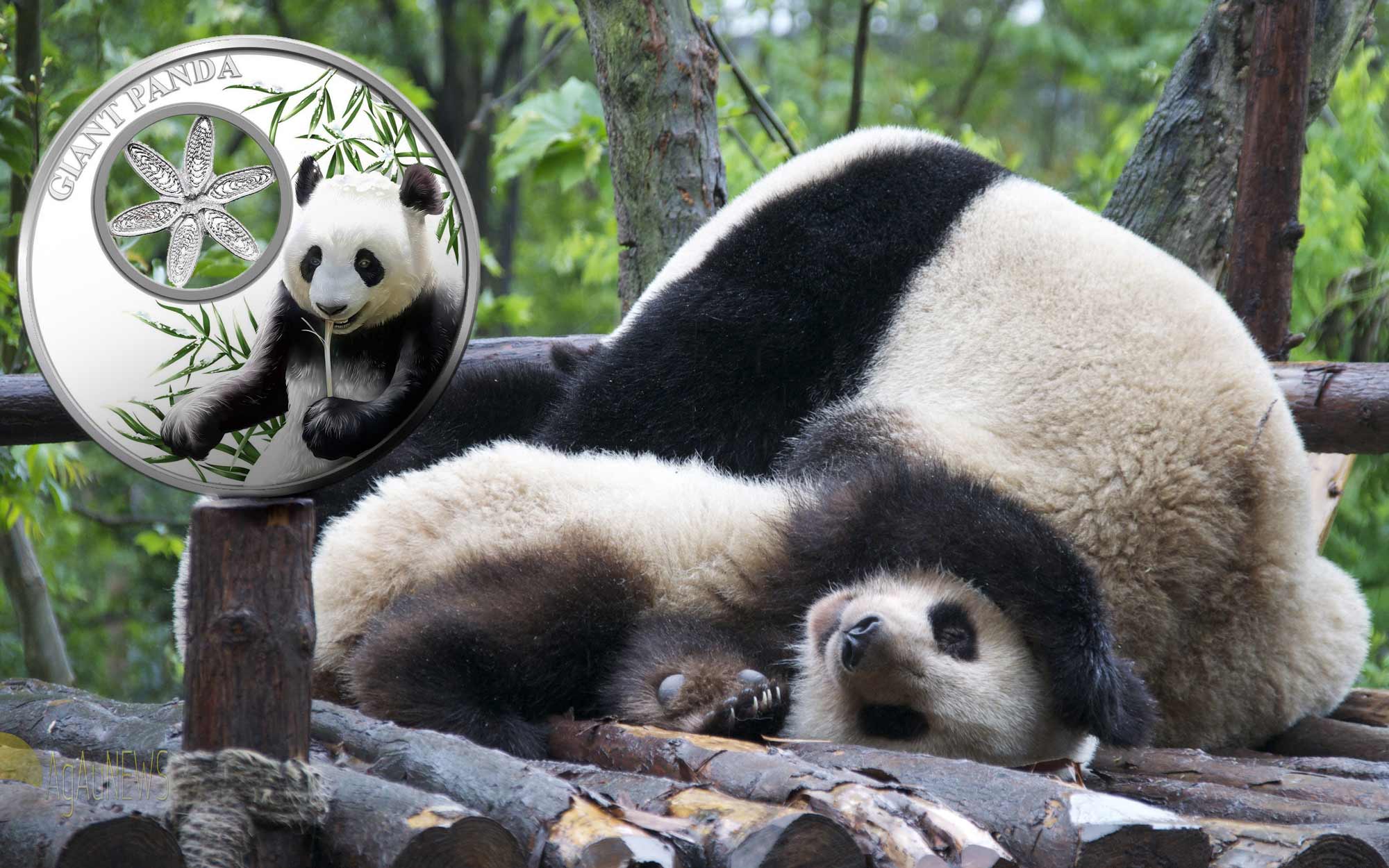 Into_the_panda